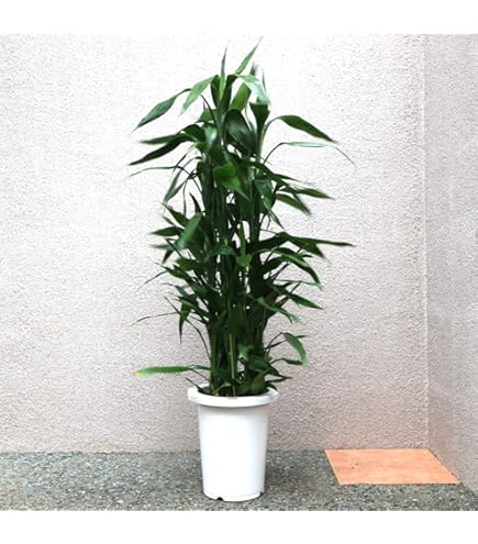 Amazon｜観葉植物 幸福の木(ドラセナ・マッサンゲアナ) 8号 鉢カバー